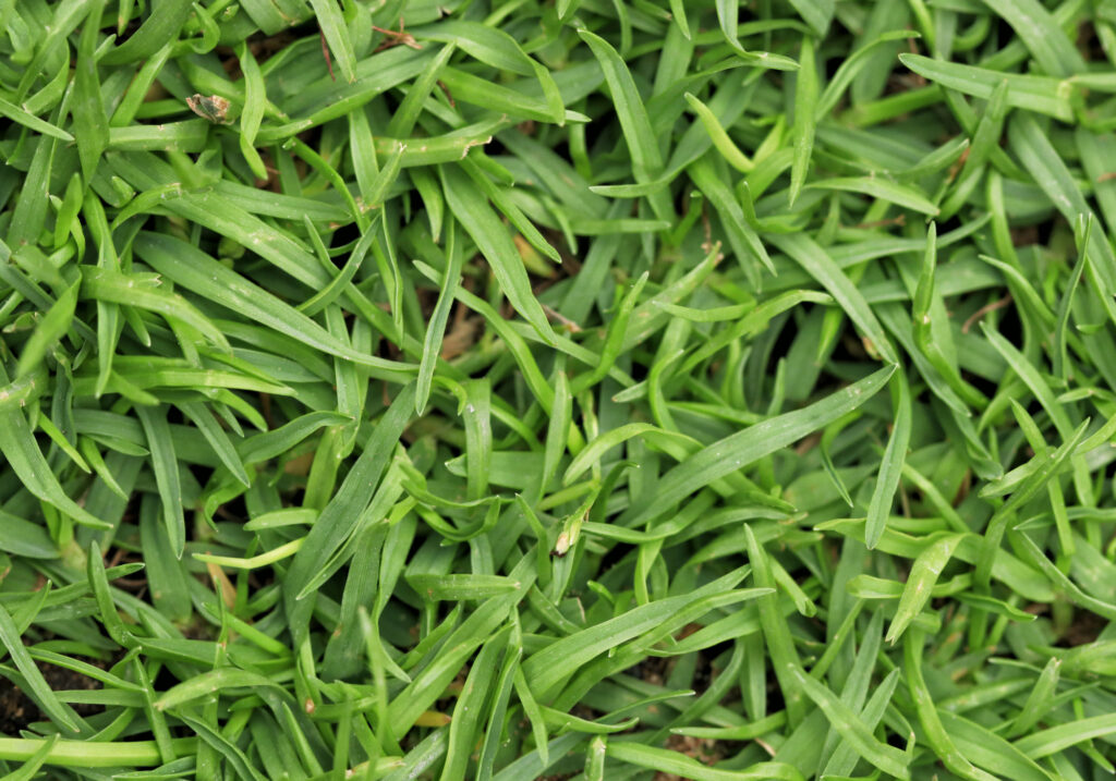 How can I care for my lawn in the event of a drought? - All Natural ...